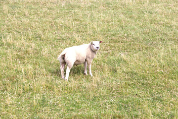 Obraz premium The Dutch island of Texel is famous for its sheep.