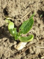 Zbliżenie na kiełkujące fasolki