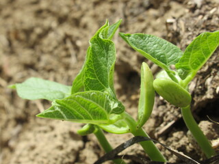 Zbliżenie na kiełkujące fasolki © Kumulugma