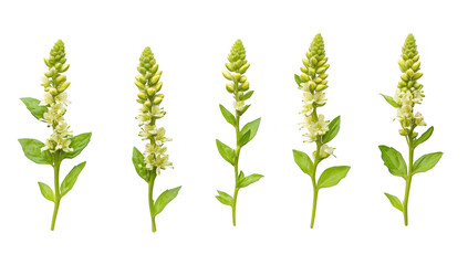 Fototapeta premium A serene arrangement of delicate green and white flowers displayed in a linear fashion against a pristine white background. perfect for nature-themed projects or floral designs