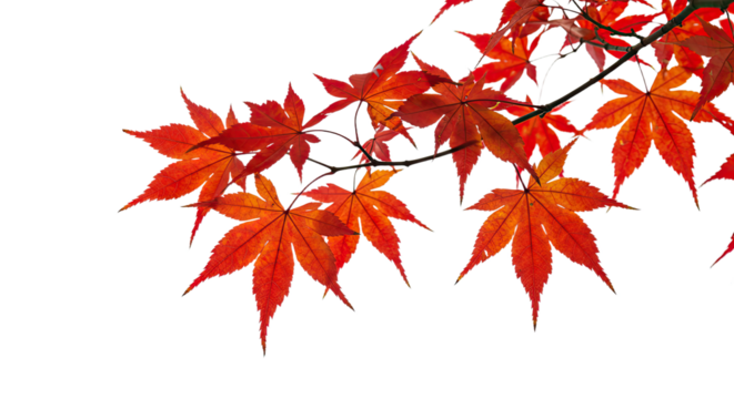 Vibrant red maple leaves branch in autumn season. - Powered by Adobe