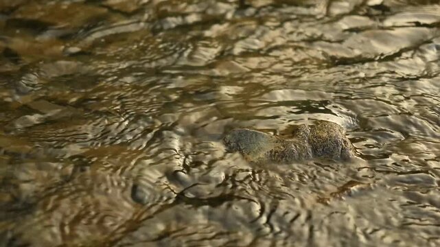 brown silted stones in the river close-up