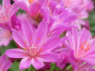 Zbliżenie na kwiaty rośliny z gatunku lewisia © Kumulugma