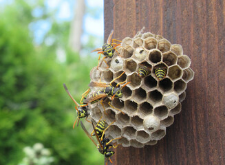 Zbliżenie na zamieszkałe gniazdo os © Kumulugma