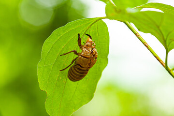 Macro photograph of a brown cicada exoskeleton (exuviae) clinging to a green leaf, captured in sharp detail with a blurred background