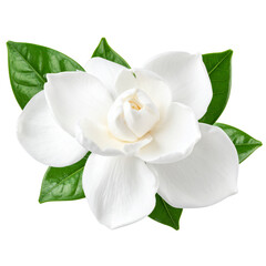 Fototapeta premium PNG Real gardenia flower petals leaves. 