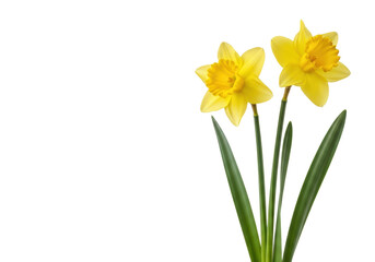 Two vibrant yellow daffodils, green stems on transparent studio background, copy space, bright shadowless light, product photo, concept of spring bloom and natural beauty