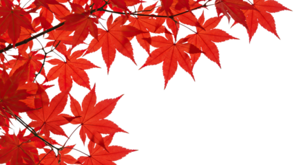 Vibrant red maple leaves in autumn season close up 1.