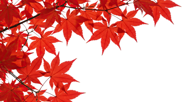Vibrant red maple leaves in autumn season close up 1.