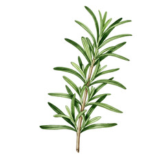 Obraz premium Watercolor rosemary sprig with needle-like leaves and woody stem detail isolated on white background