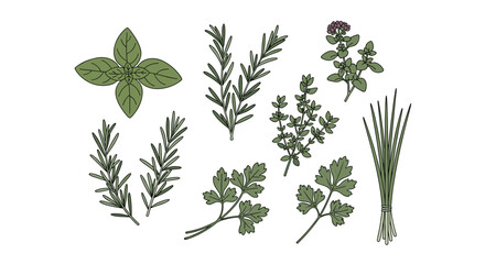 A detailed vector illustration set of fresh culinary herbs including rosemary, basil, and parsley, hand-drawn for cooking and food design concepts.