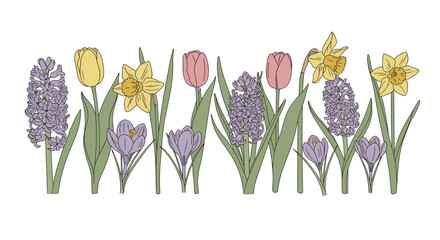 A charming, hand-drawn row of vintage spring flowers like tulips and daffodils. Botanical vector illustration isolated on a transparent background.