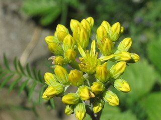 Zbliżenie na pąki kwiatowe rozchodnika © Kumulugma