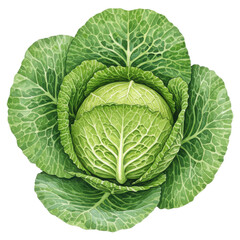 Fototapeta premium Watercolor cabbage head with detailed veins and textured leaves, fresh produce isolated on white background