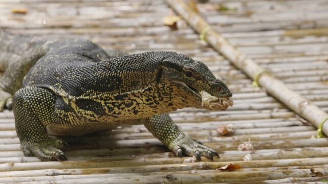 Slow motion close up of water monitor lizard catching fish prey symbolizing wild predator feeding behavior, jungle survival, reptile danger, exotic wildlife exploration, eco tourism and documentary