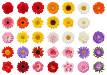 Vibrant diverse flower heads, rainbow grid on white background, copy space, soft studio light. Concept of floral diversity and precise presentation.