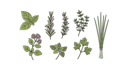 Naklejka premium Collection of fresh aromatic culinary herbs, perfect for cooking and healthy seasoning and garnish, isolated on transparent background, vector illustration, svg.