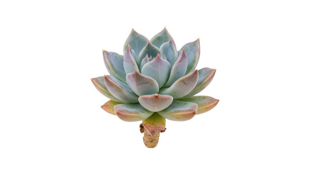 Pastel succulent plant isolated on transparent background, echeveria elegans with blue-green leaves and pink tips for botanical design