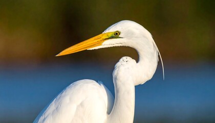 Close-up profile of a Great Egret