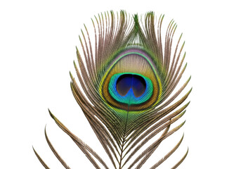 Fototapeta premium Single pristine peacock feather, iridescent blue-green-gold-purple eye-spot, isolated on transparent, shadowless studio macro shot. Concept of natural beauty, intricate design