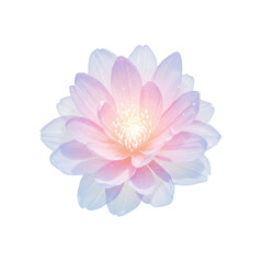 Fototapeta premium Delicate watercolor lotus blossom with pastel pink and blue petals isolated on white background