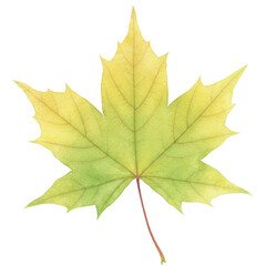 Obraz premium Pale yellow green maple leaf detailed watercolor illustration isolated on white background