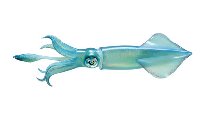 Blue squid isolated PNG, marine animal with tentacles and fins on transparent background, sea creature for design and educational use