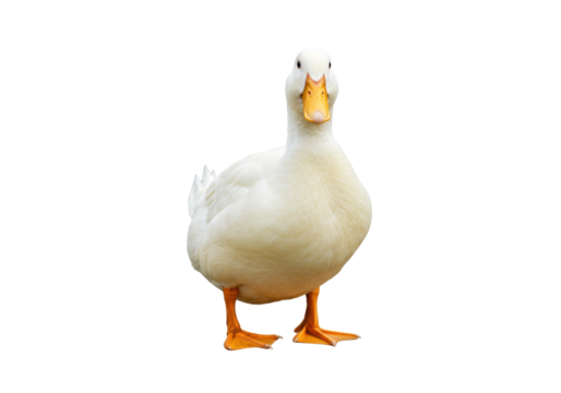 Pekin duck isolated PNG on transparent background, domestic waterfowl with yellow beak and orange feet for design and educational use