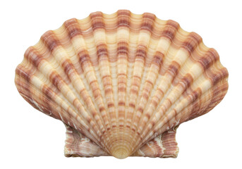 Scallop shell isolated on transparent background, beige and brown seashell with ribbed texture for marine life and coastal decor