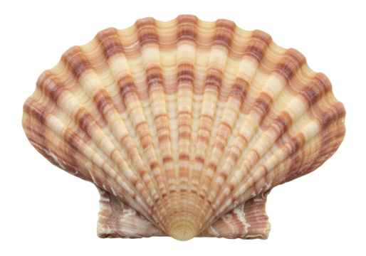 Scallop shell isolated on transparent background, beige and brown seashell with ribbed texture for marine life and coastal decor