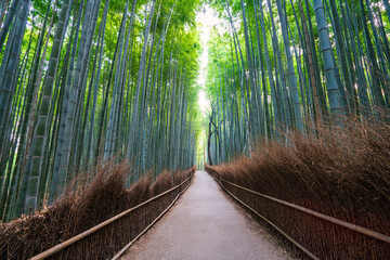 Bamboo forest in Arashiyama district at Kyoto.Japan