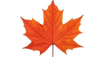 Vibrant orange maple leaf isolated PNG, autumn foliage with detailed veins on transparent background for seasonal design elements