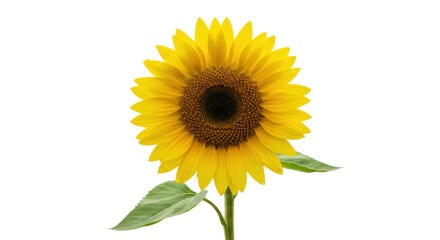 Bright yellow sunflower isolated on transparent background, vibrant summer flower in full bloom for natural beauty and floral designs