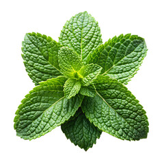 Fresh mint leaves isolated on transparent background