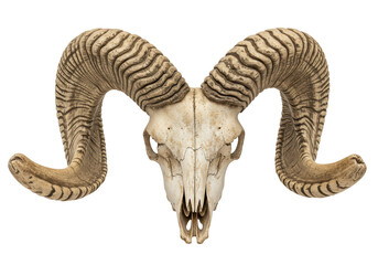 Ram skull with large horns isolated on transparent background, animal skeleton for Halloween and gothic design, PNG