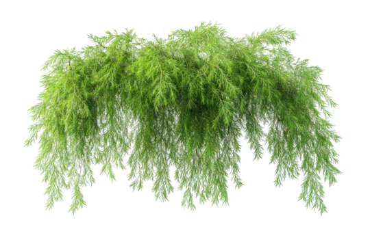 Cascading green weeping willow tree branches isolated on transparent background. Casuarina glauca hanging isolated on white background, 3d rendering.