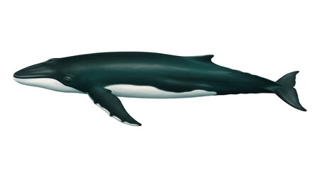 Obraz premium Minke whale PNG isolated on transparent background, baleen whale with dark gray back and white belly for marine life concepts