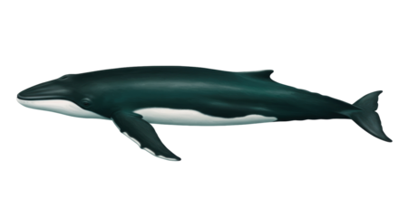 Minke whale PNG isolated on transparent background, baleen whale with dark gray back and white belly for marine life concepts