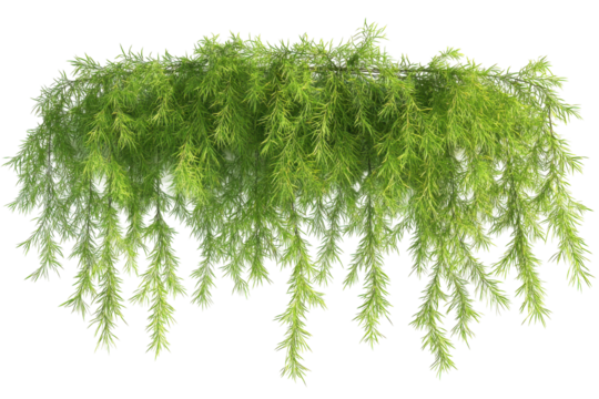 Cascading green weeping willow tree branches isolated on transparent background. Casuarina glauca hanging isolated on white background, 3d rendering.
