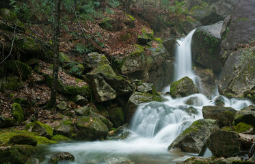 Forest in the Peneda Geres National Park, Portugal