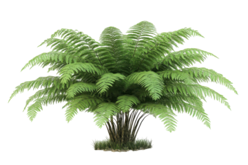 Lush green fern plant isolated on transparent background. Fern tree isolated on white background, 3d rendering.