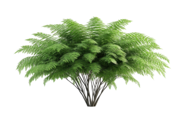 Lush green fern plant isolated on transparent background. Fern tree isolated on white background, 3d rendering.