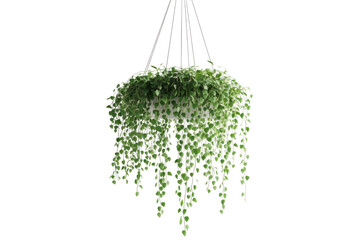 Green string of pearls plant hanging isolated on transparent background. Hanging plant isolated on white background, 3d rendering.