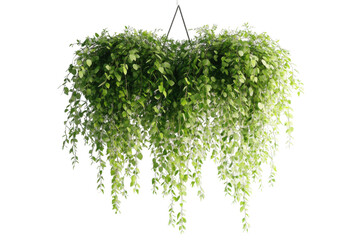 Lush green hanging plant with cascading vines isolated on transparent background. Hanging plant isolated on white background, 3d rendering.