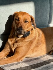 Cute and Naughty Young Hound Dog - Rhodesian Ridgeback and Labrador Retriever