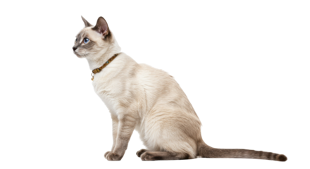 Elegant Siamese cat sitting isolated, a beautiful feline with blue eyes on transparent background in PNG format