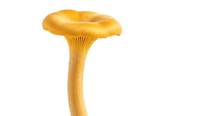 Golden chanterelle mushroom isolated PNG, edible fungi with trumpet shape on transparent background