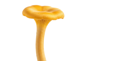 Golden chanterelle mushroom isolated PNG, edible fungi with trumpet shape on transparent background