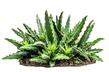 Green succulent plant with spiky leaves isolated on transparent background.