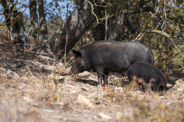 Two wild boars roam a leaf-strewn forest floor surrounded by rocky soil, sparse vegetation